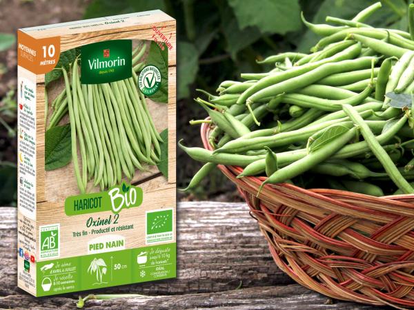 Légumes Secs - Haricot Nain Vert Oxinel 2 - 20 m - MEDIA_EN_SITUATION_2